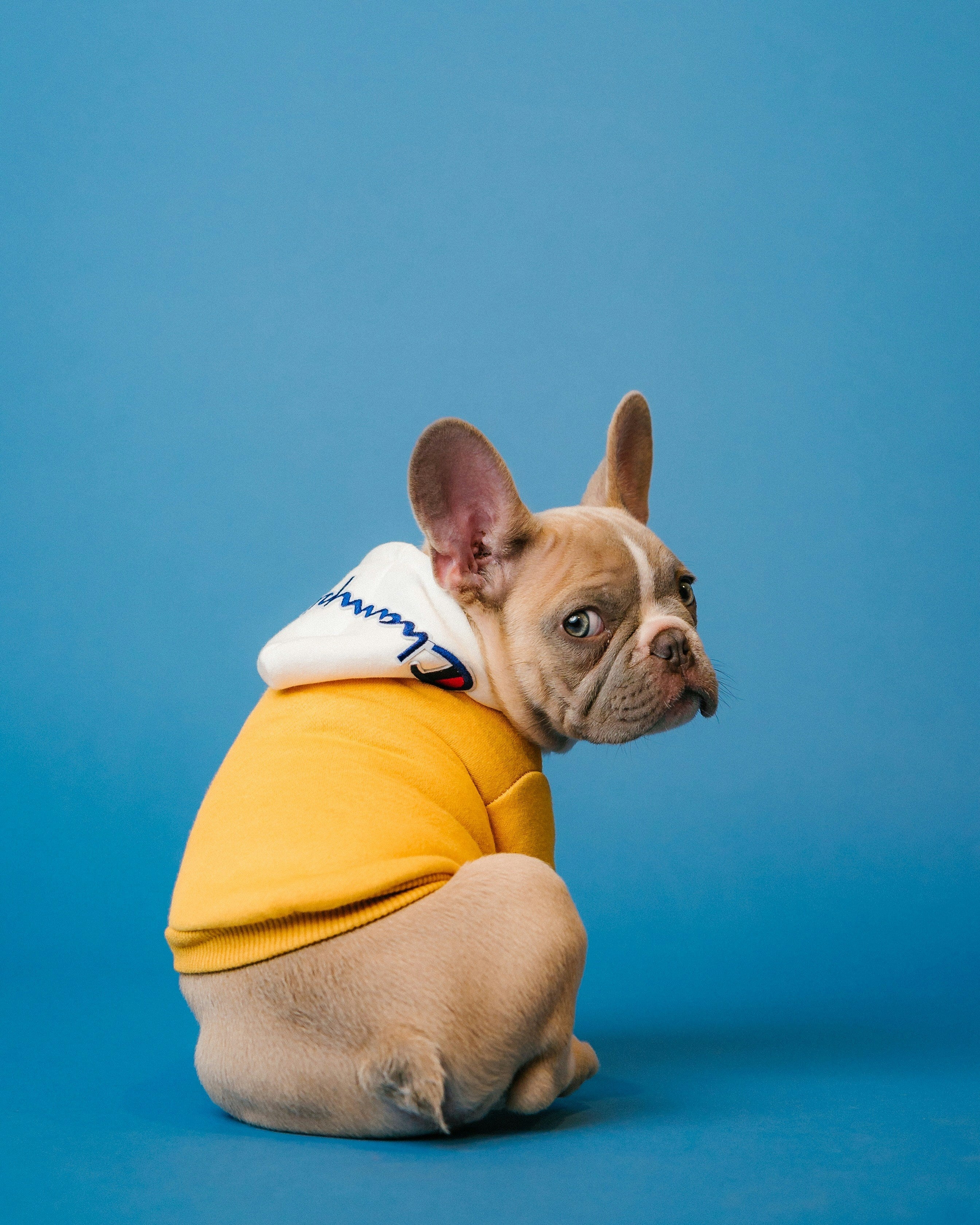 Pet Essentials & Accessories